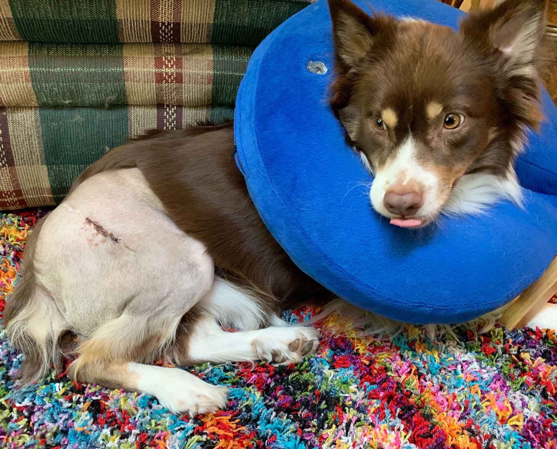 Aussie Rescue Houston